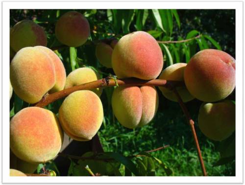Персики в Хакасии всетаки растут!